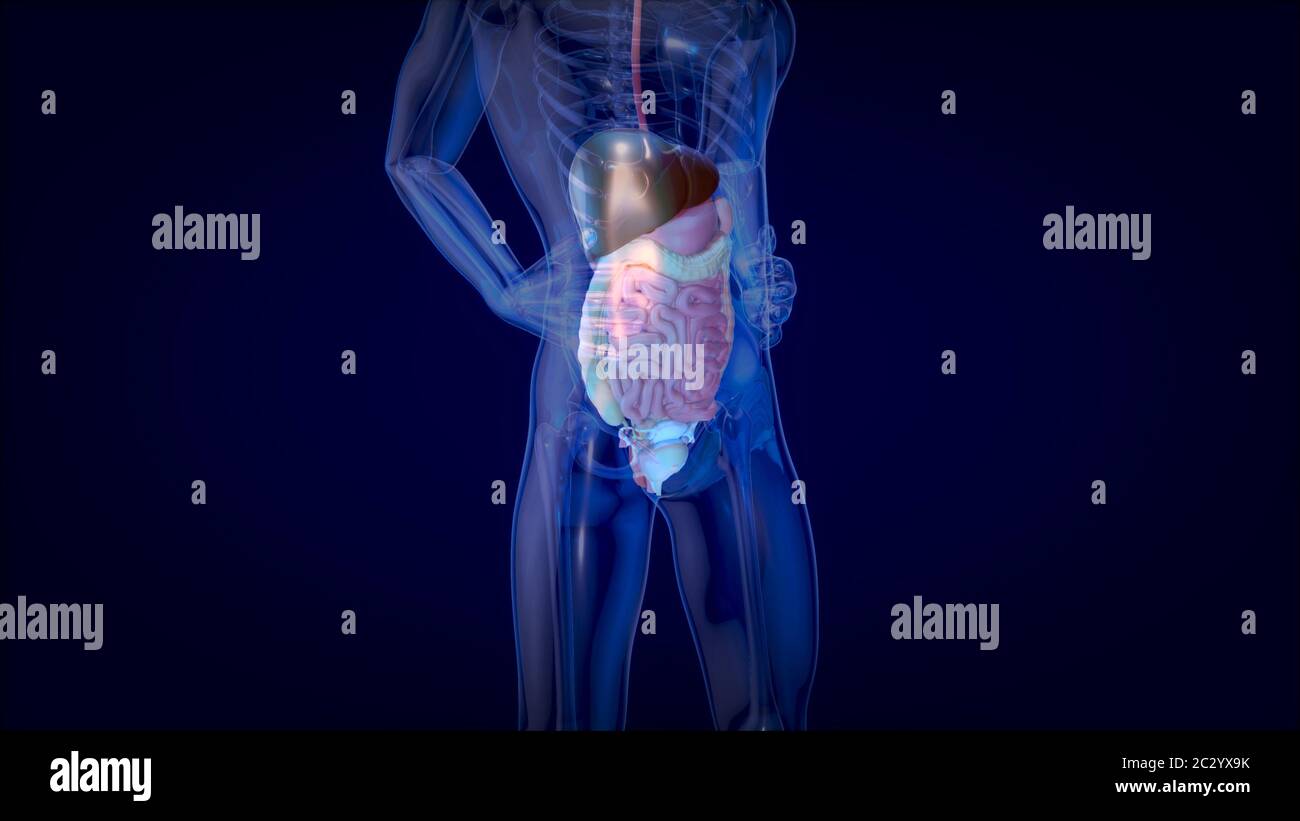 3D concept design of a digestive system Stock Photo - Alamy