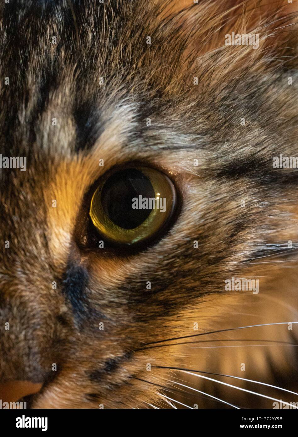 Closeup half face of a beautiful street cat Stock Photo