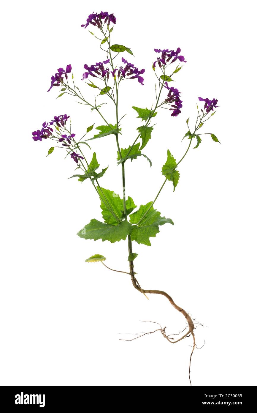 Blooming annual honesty (Lunaria annua), on white background, Bavaria, Germany Stock Photo