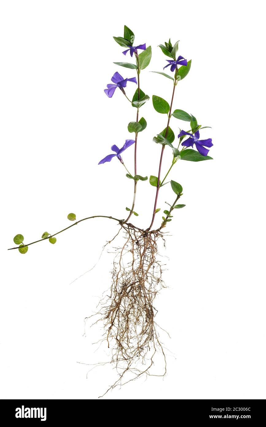 Blooming Bigleaf Periwinkle (Vinca major), on white background, Bavaria, Germany Stock Photo
