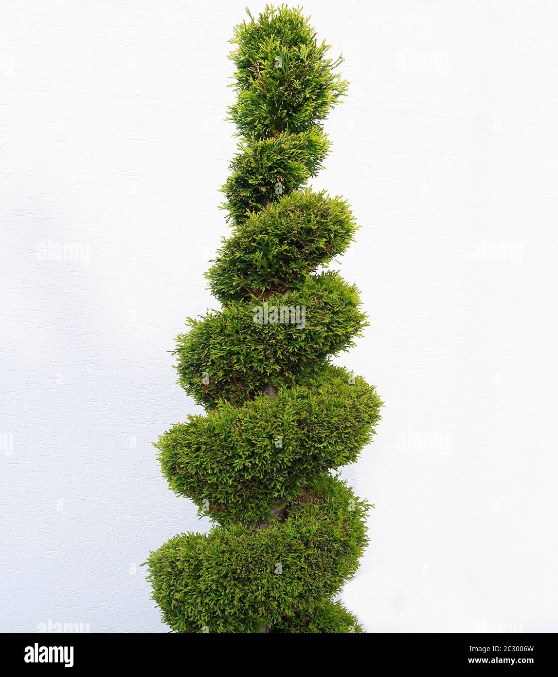 Twisted Topiary Tree, topiary cut, Arborvitae (Thuja), Germany Stock Photo