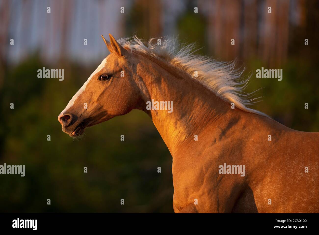 Quarter Horse mare Palomino in portrait on the pasture, Waldviertel, Austria Stock Photo Alamy