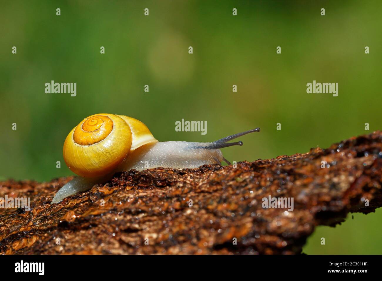 White-lipped snail (Cepaea hortensis), crawls over a tree trunk, Schleswig-Holstein, Germany Stock Photo