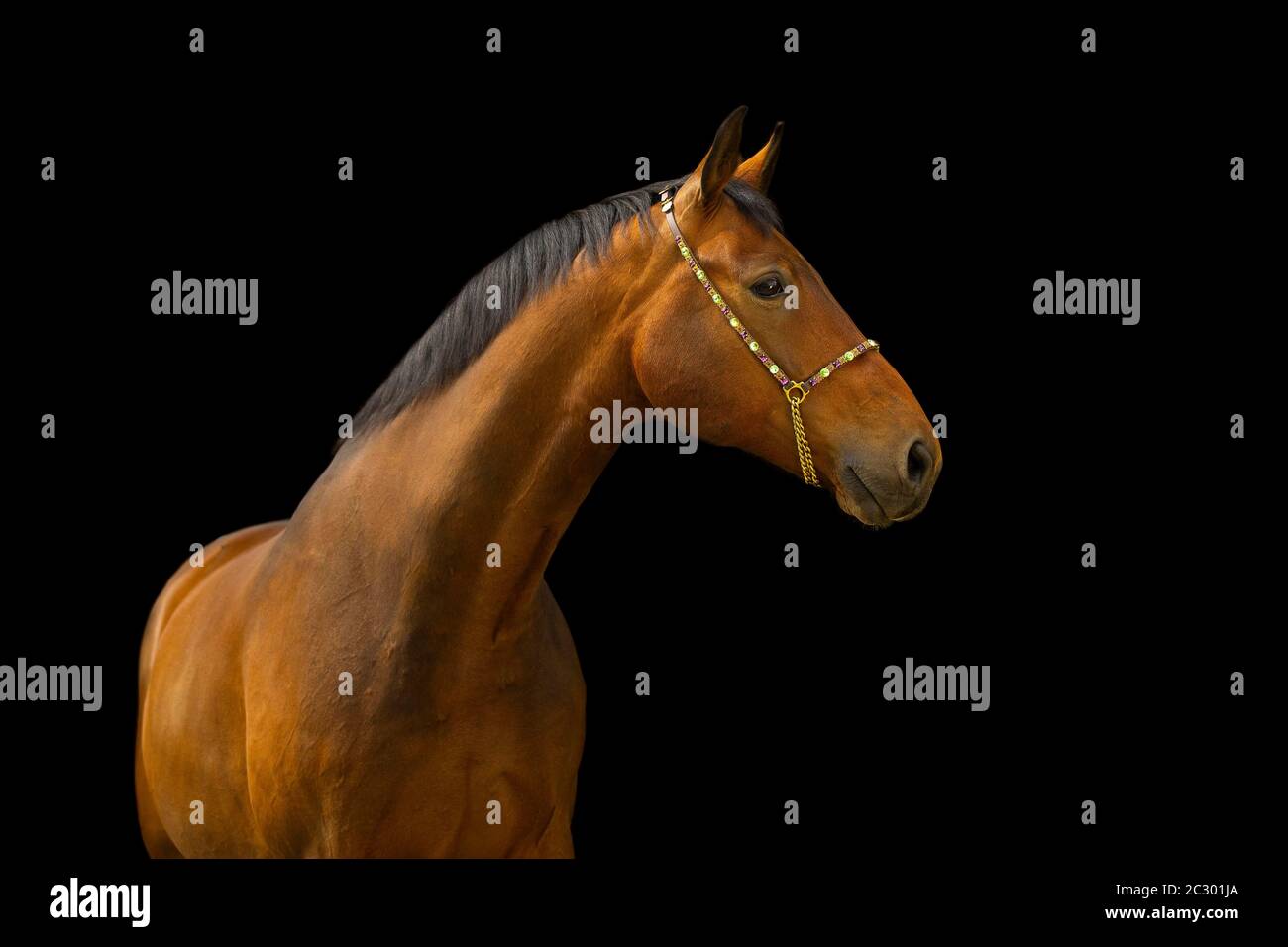 Portrait of a bay Warmblood gelding with halter in front of a black