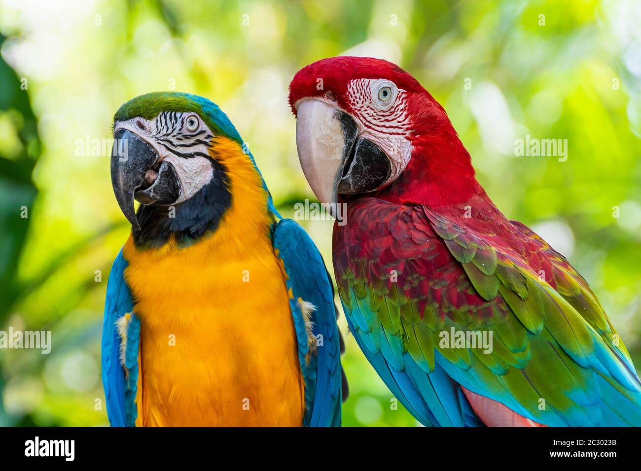 Blue and Gold Macaw or Ara Ararauna and Green Winged Macaw or Ara Chloroptera cute pets colorful birds, Beautiful nature of wildlife closeup face of a Stock Photo
