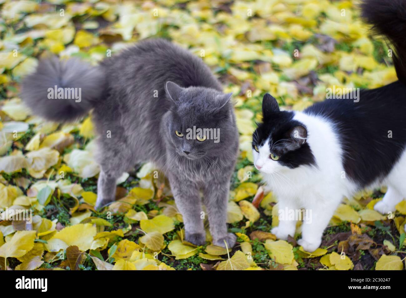 Black and white kitty and gray british cat on nature on a background of yellow apricot leaves on the ground - outdoors in autumn Stock Photo