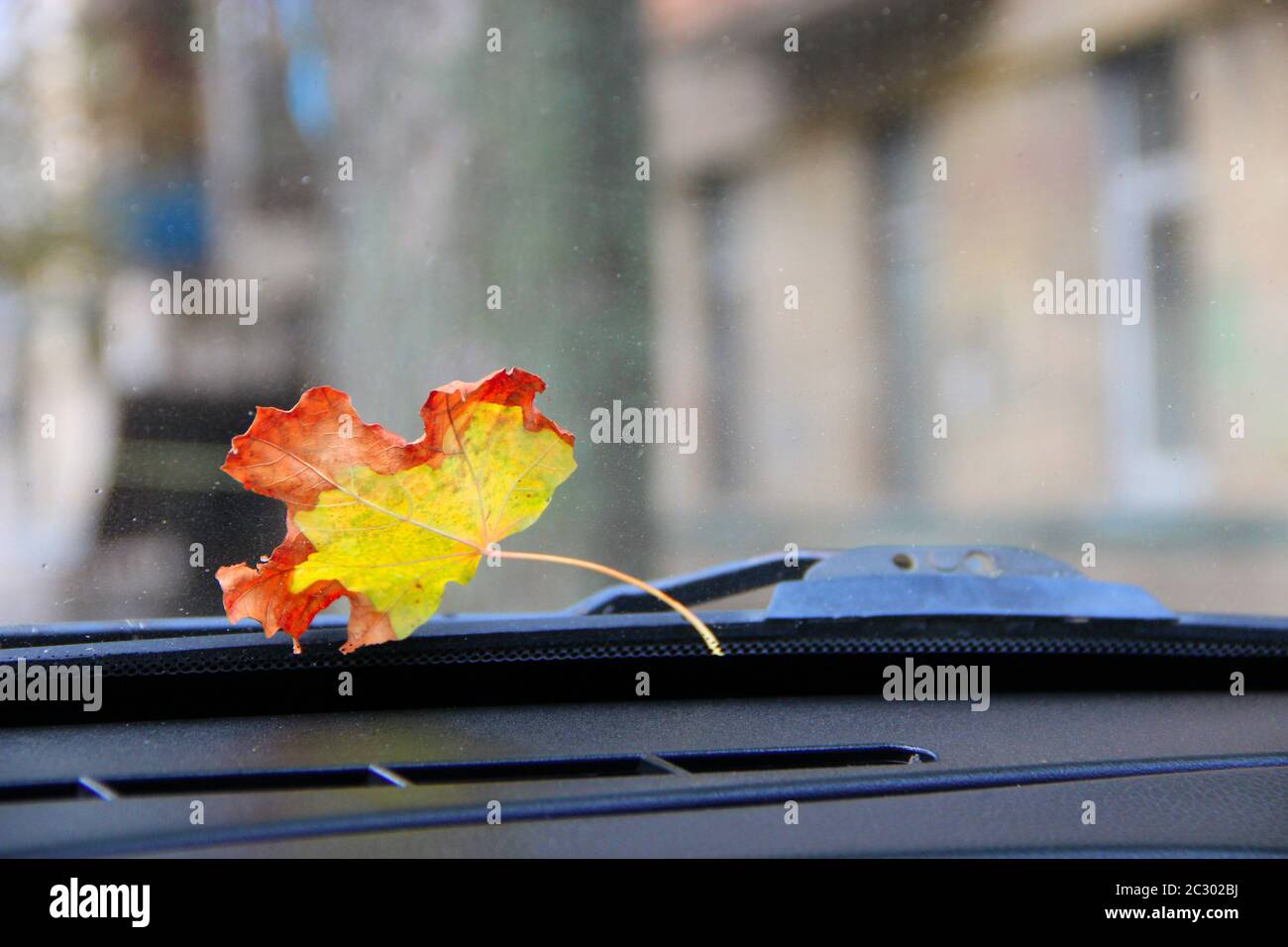 Dry autumn leaf lying on windshield of car. Yellow autumn leaf lies near janitor at car Stock Photo