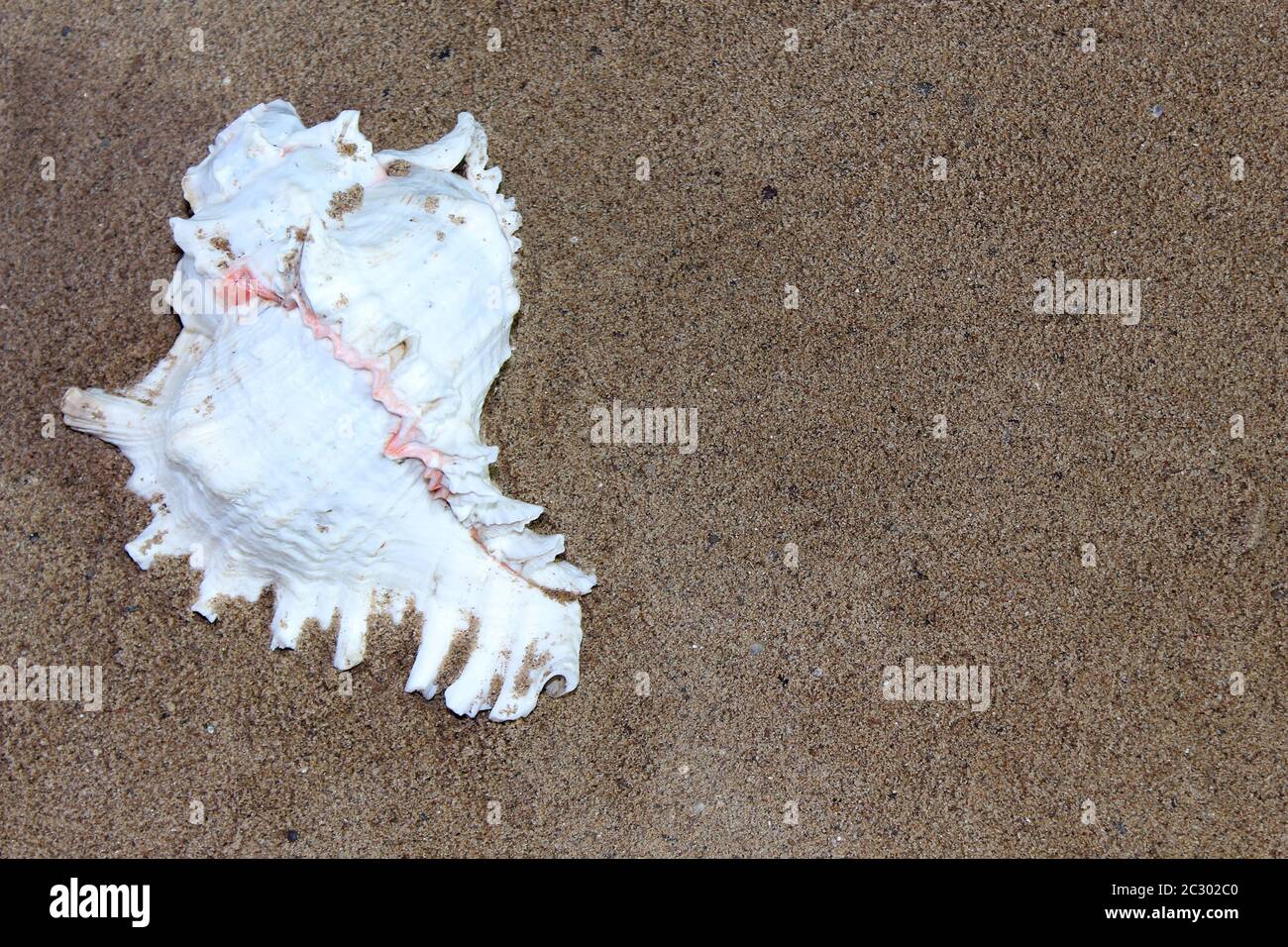 sea conch shells with sand as background, selective focus with blur ...