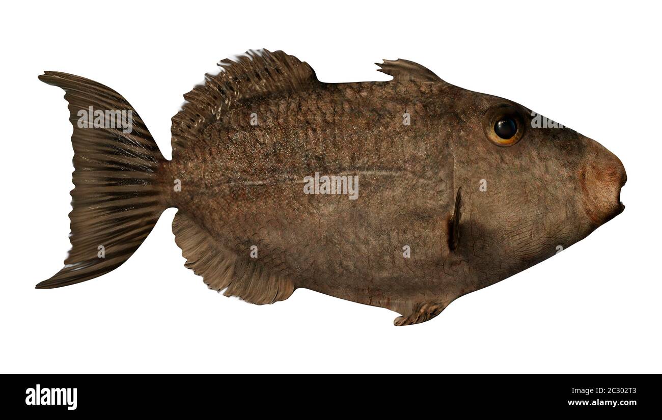 3D rendering of a grey or gray triggerfish or Balistes capriscus isolated on white background Stock Photo