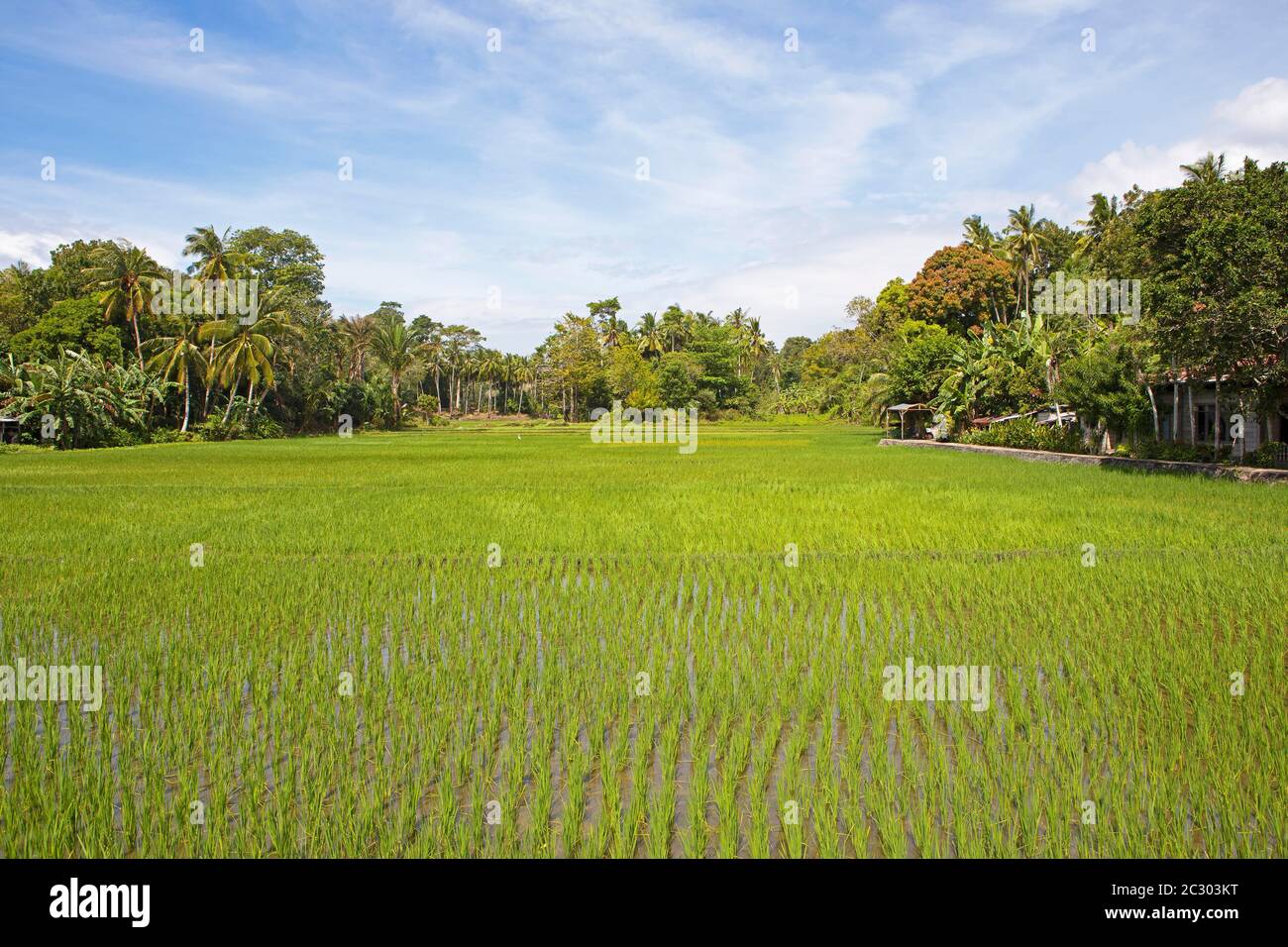 Green rice paddies, Siquijor Island, Central Visayas, Philippines Stock Photo