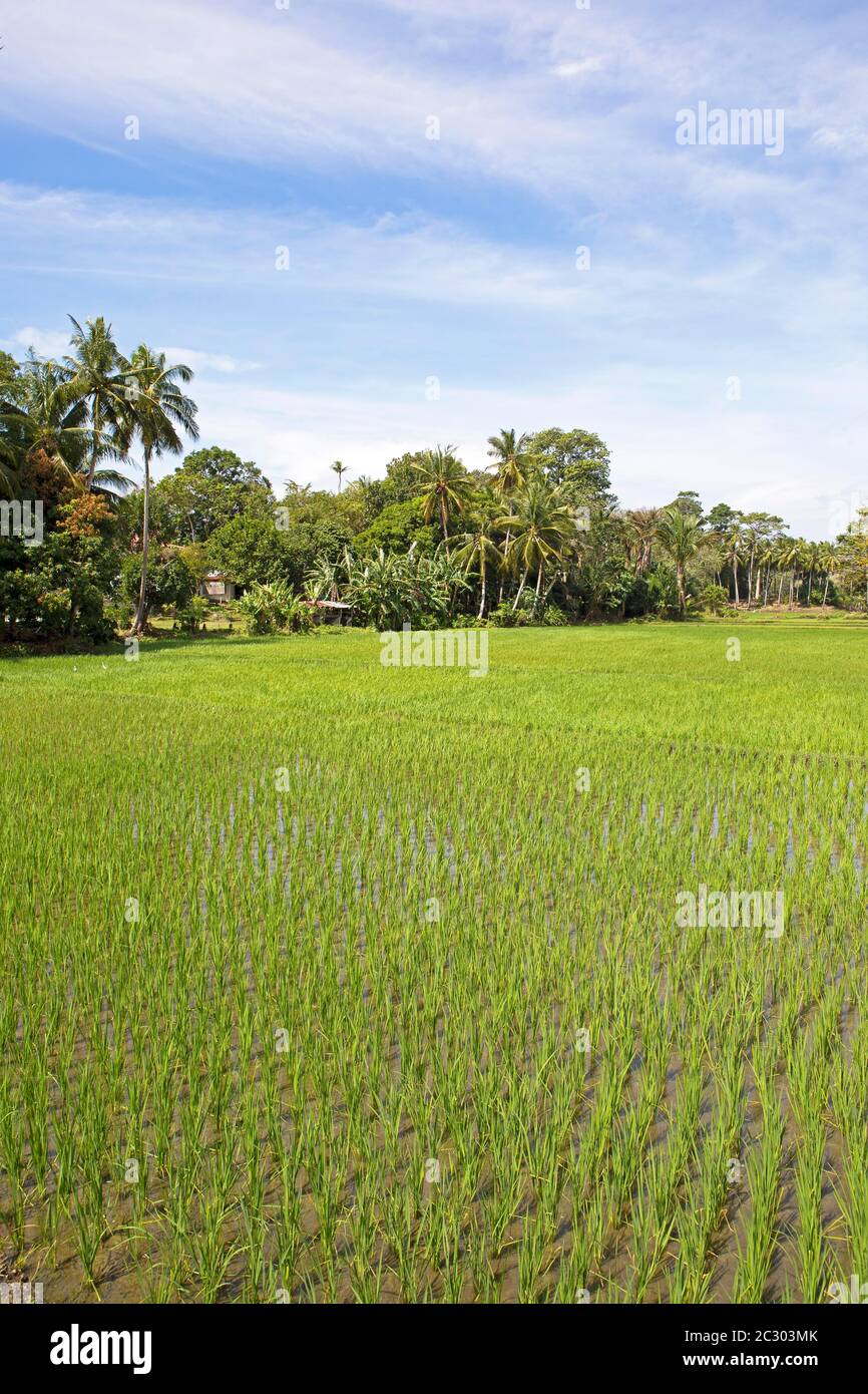 Green rice paddies, Siquijor Island, Central Visayas, Philippines Stock Photo