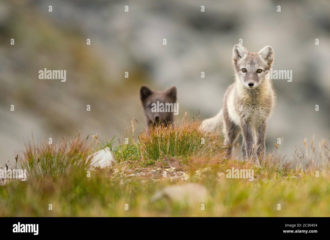 Arctic foxes (alopex lagopus), young animals in grass, Dovrefjell National Park, Norway Stock Photo