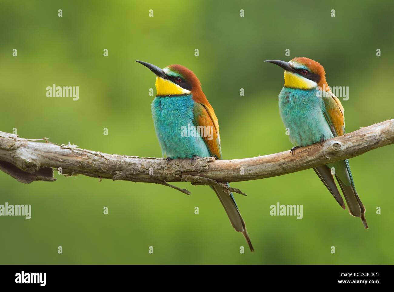 Two European bee-eaters (merops apiaster) sitting side by side on a branch, Seewinkel, Austria Stock Photo