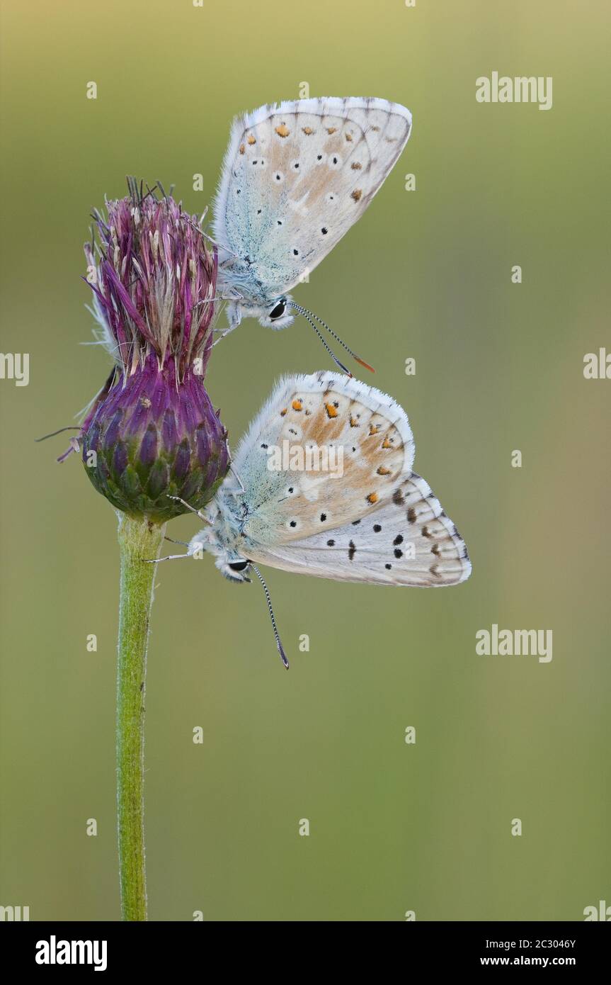 Gossamer winged butterflies (Lycaenidae), two in flower, Bavaria, Germany Stock Photo