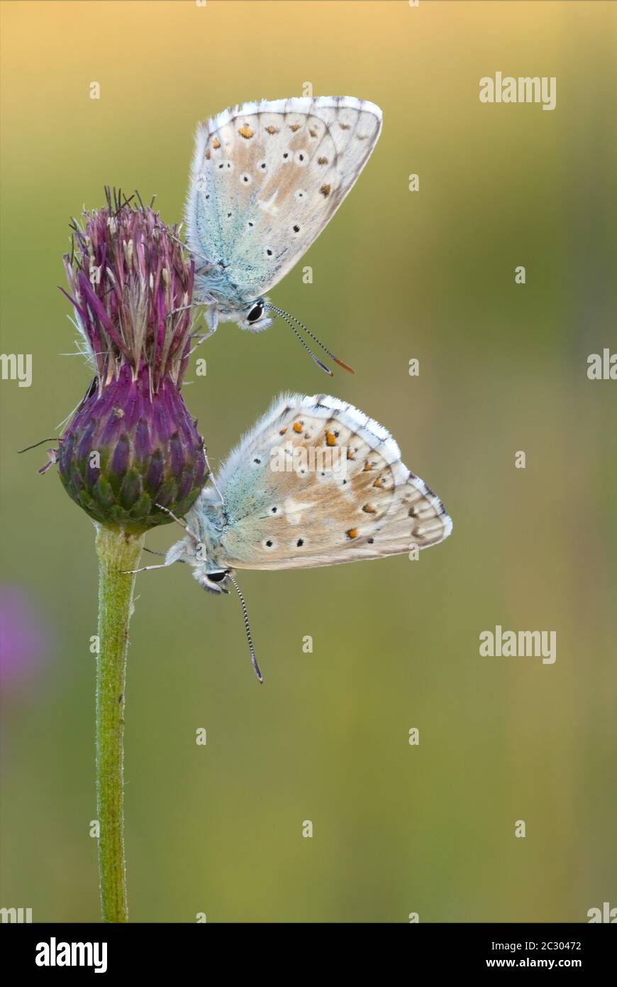 Gossamer winged butterflies (Lycaenidae), two in flower, Bavaria, Germany Stock Photo