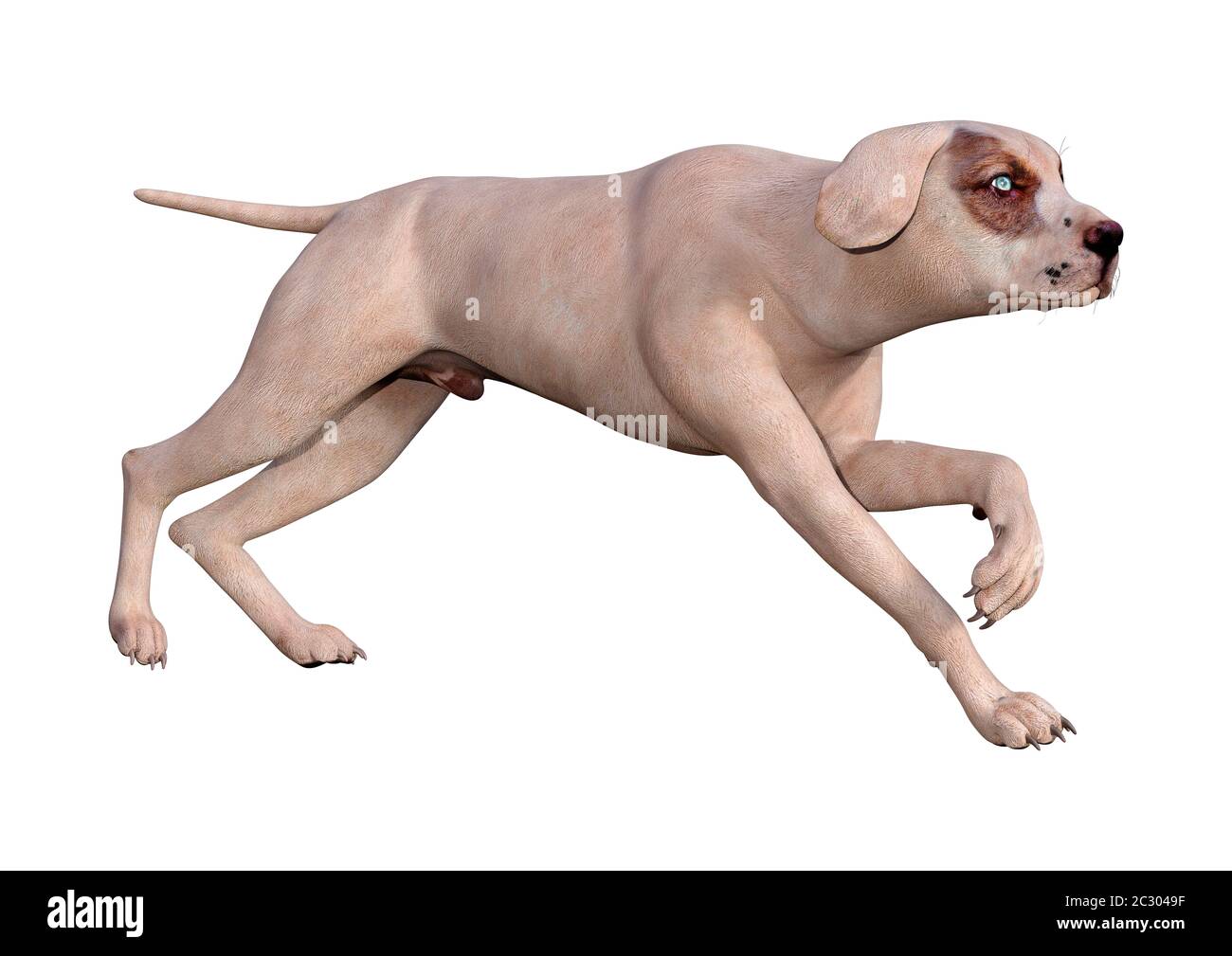 3D rendering of a crossbreed dog isolated on white background Stock ...