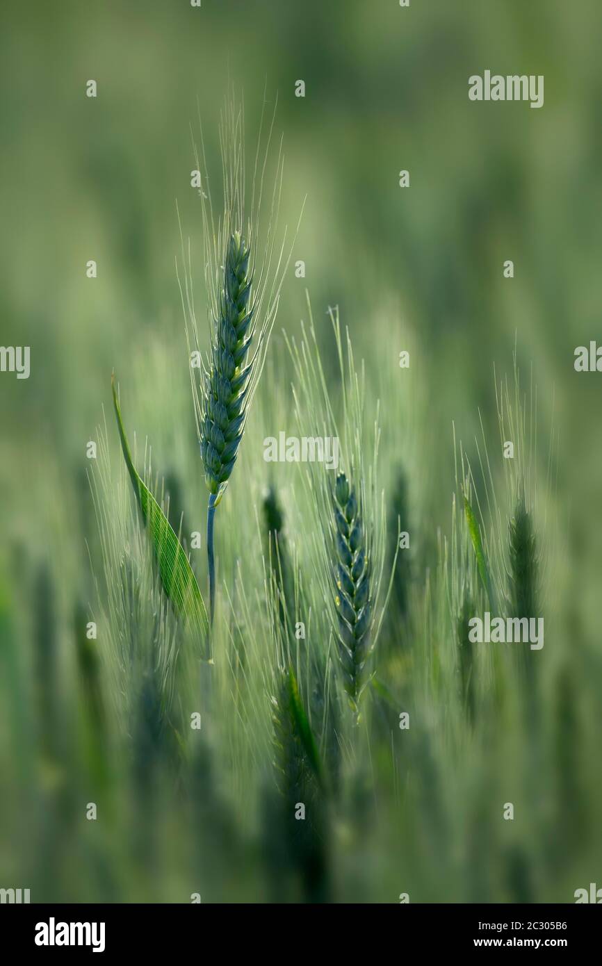 Ears of wheat in a wheat field, Baden-Wuerttemberg, Germany Stock Photo