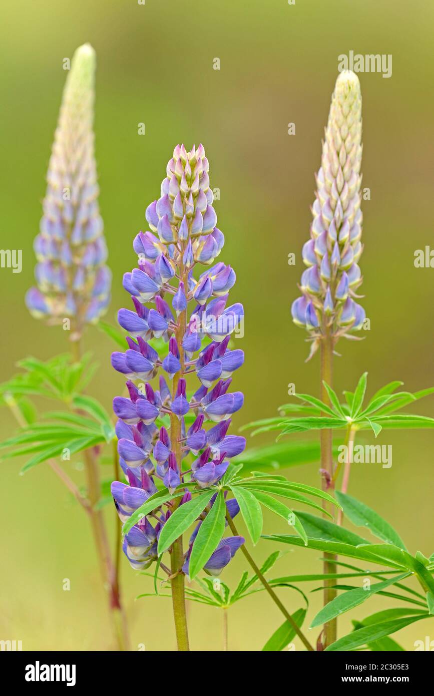 Large-leaved lupins (Lupinus polyphyllus), blue-violet flowers, Lower Saxony, Germany Stock Photo