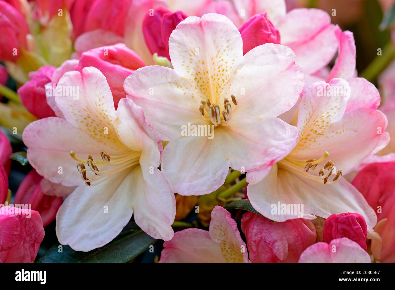 Rhododendron, flower umbel with white and red flowers, North Rhine-Westphalia, Germany Stock Photo