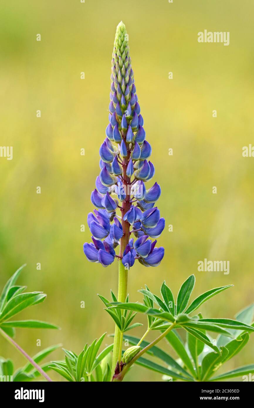 Large-leaved lupin (Lupinus polyphyllus), blue-violet flower, Lower Saxony, Germany Stock Photo