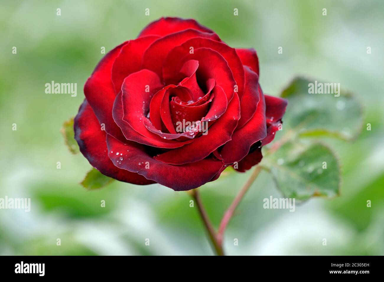 Edelrose, variety Samantha, black-red flower, grower Noack 1984, North  Rhine-Westphalia, Germany Stock Photo - Alamy