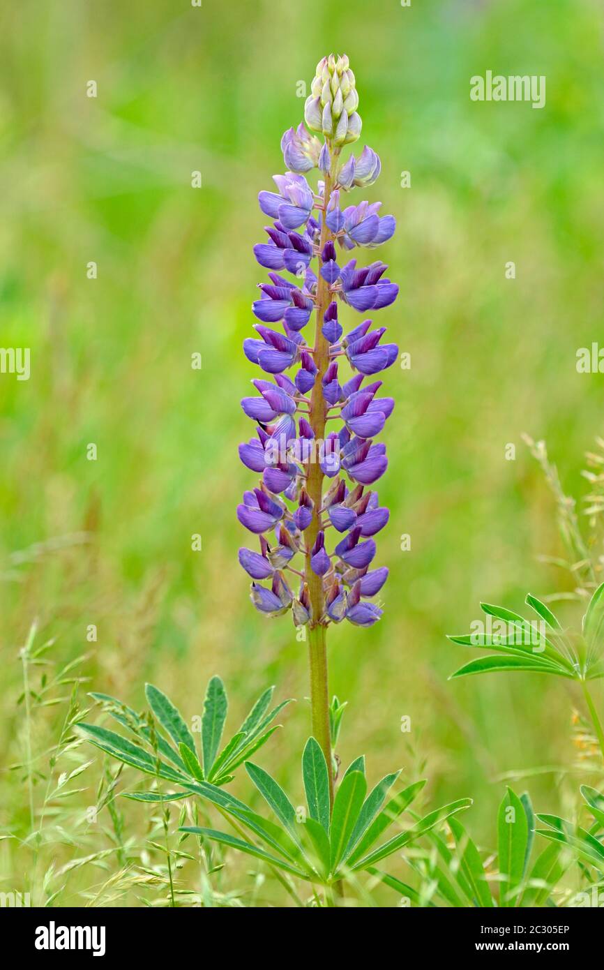 Large-leaved lupin (Lupinus polyphyllus), blue-violet flower, Lower Saxony, Germany Stock Photo