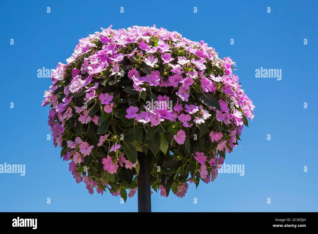 Balsam (Impatiens sp.), ball with pink flowers, Canada Stock Photo