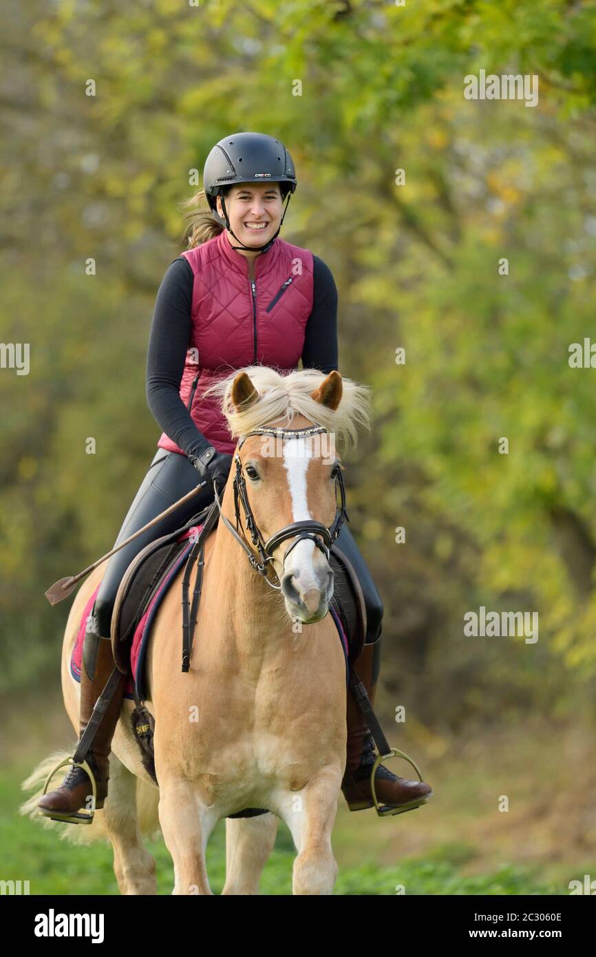 Hacking out on Haflinger horse in autumn, rider wearing black faux ...