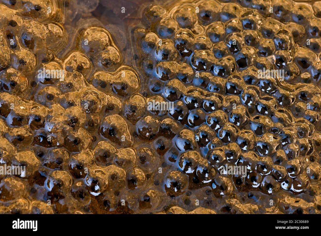 Frogspawn Shape Frogspawn from the water frog (Rana esculenta), Germany Stock Photo - Alamy