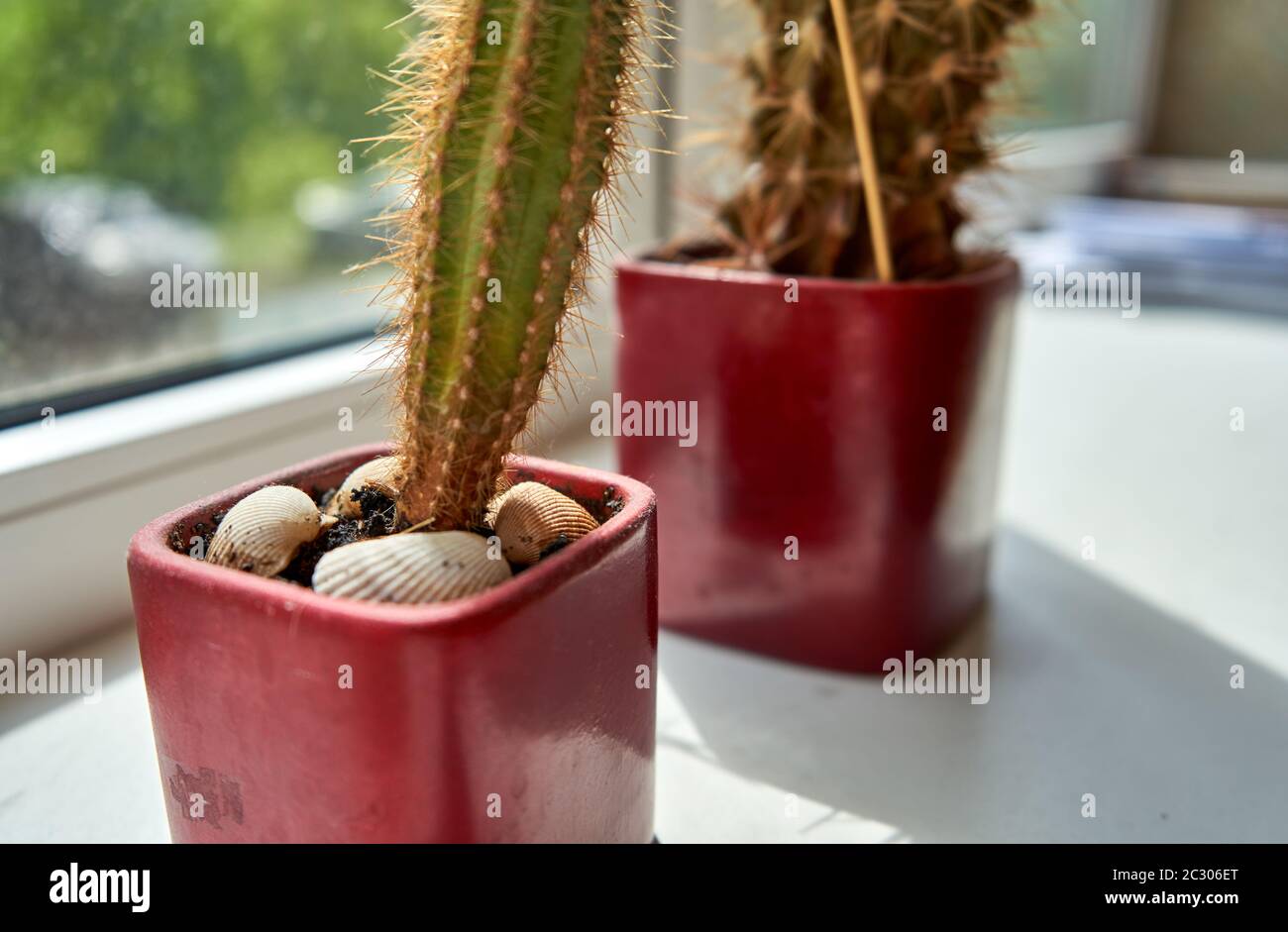 Small cactus in the red pot Stock Photo
