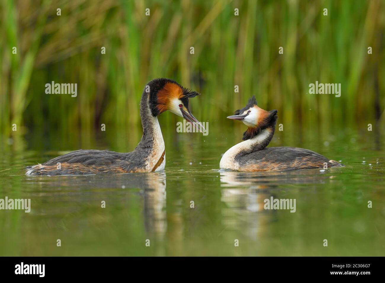 Great crested grebes (Podiceps cristatus), animal couple in the water, courtshipping, Lake Lucerne, Canton Lucerne, Switzerland Stock Photo