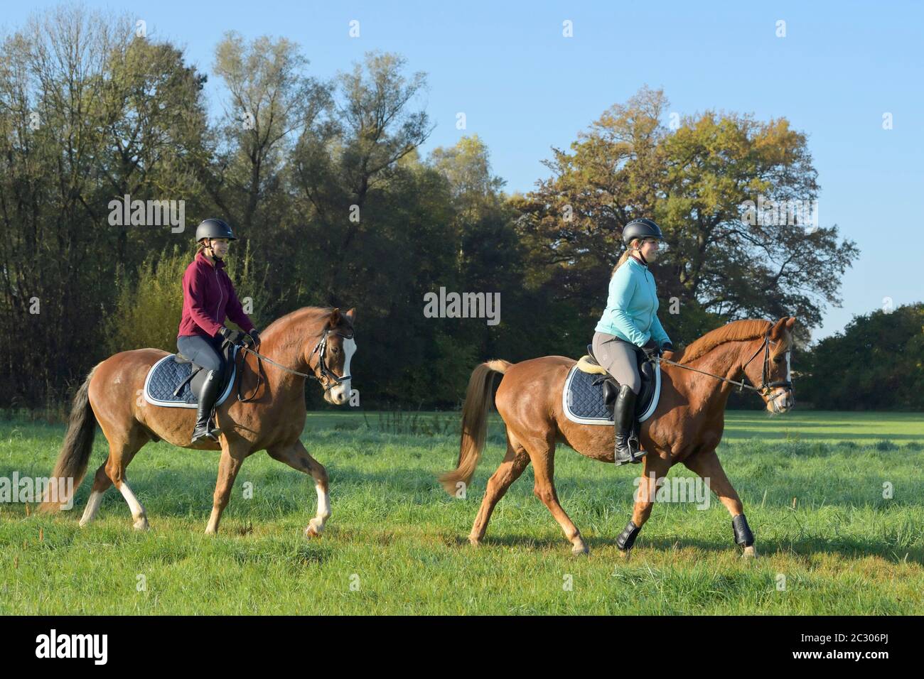Two young riders hacking out in autumn on Connemara pony and German pony Stock Photo