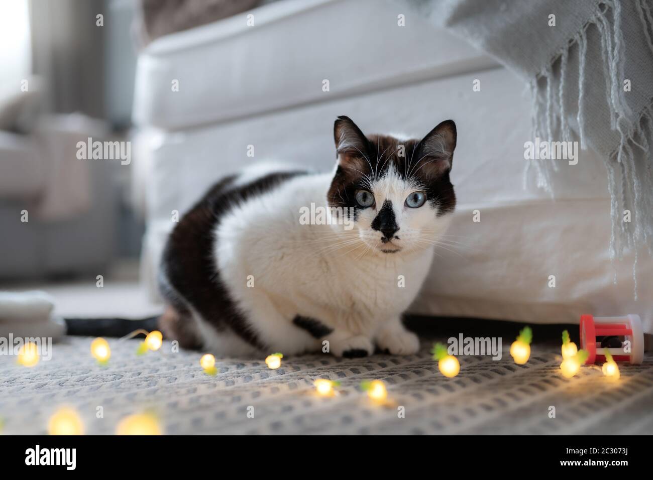 black and white cat with blue eyes lying on a carpet, looks at the