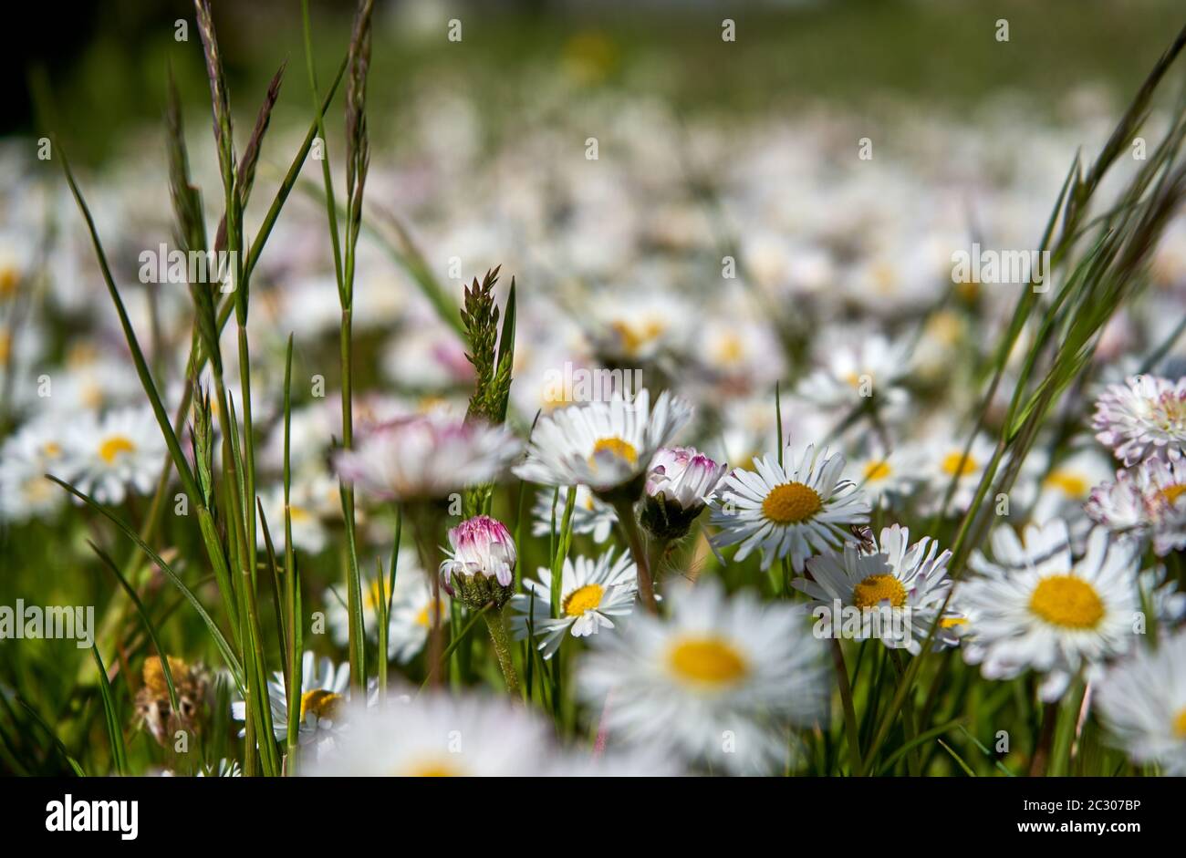 Many daisies in the grass Stock Photo