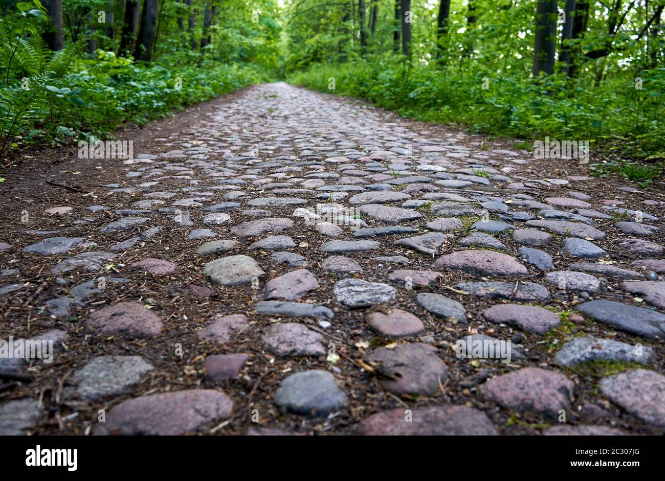 Old unused stone road in the forest Stock Photo