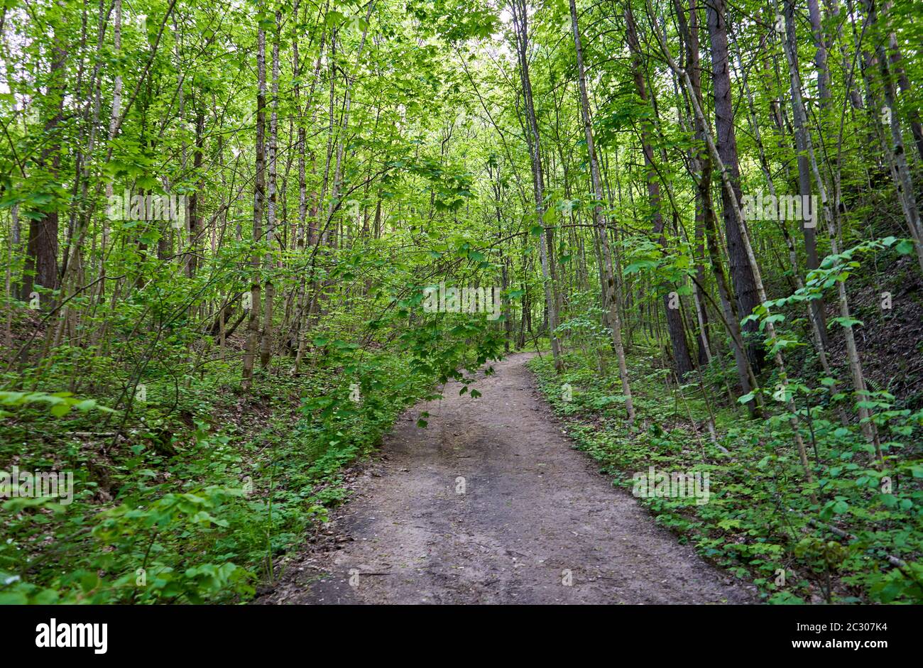 Path in the forest with tall trees Stock Photo