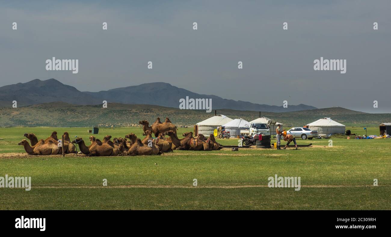 Resting camels, life of the nomads, Mongolian steppe, Bulgan province ...