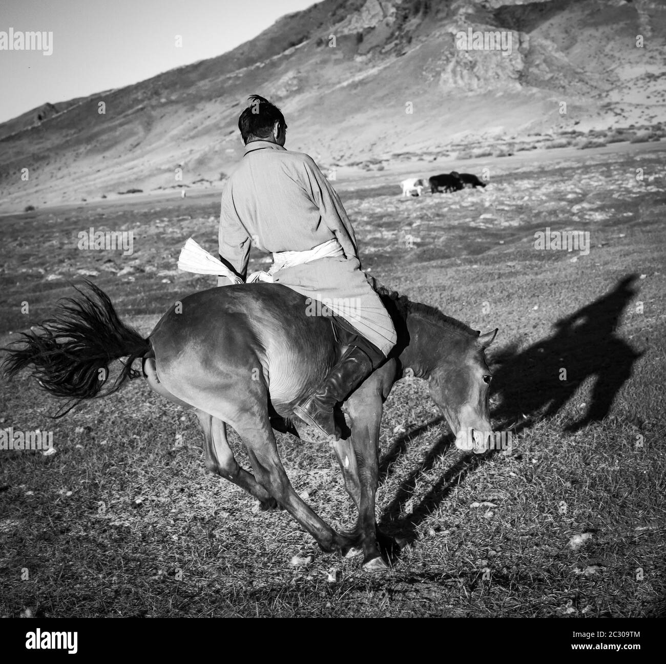 Man, tame horse, Mongolian cowboy, Zavkhan province, Mongolia Stock Photo