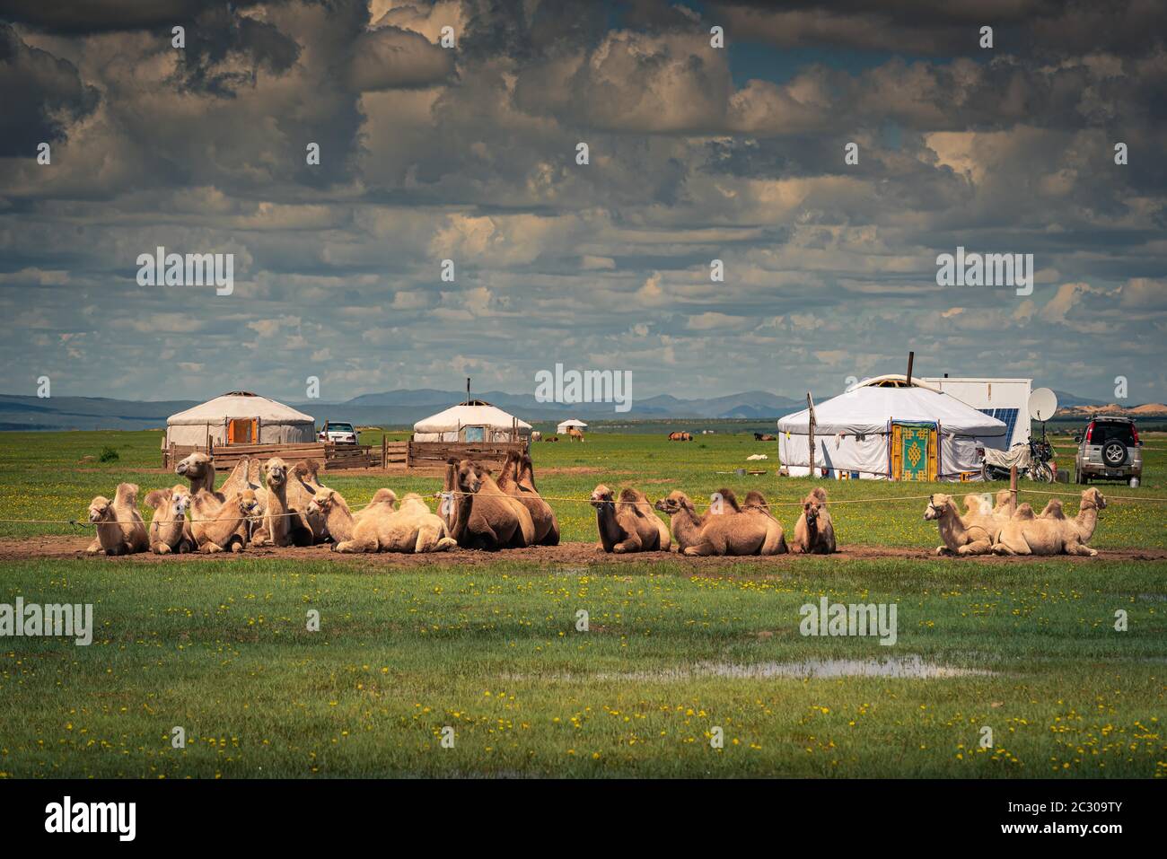 Camels laying on the ground in front of the gers (traditional felt tent), in the back, signs of modern life are solar panel, satellite TV dish, and a Stock Photo