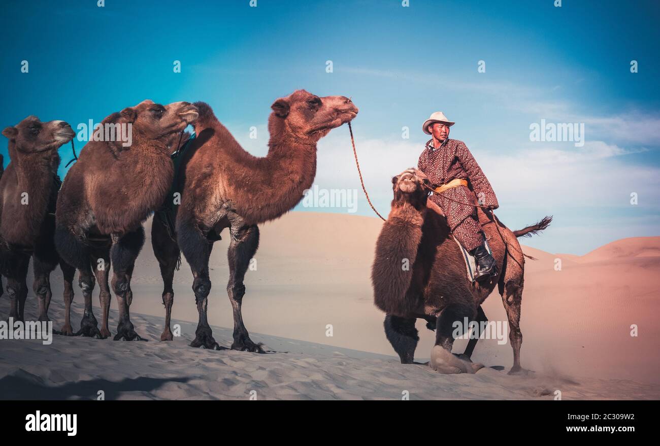 Nomad tending his camels in the Gobi Desert, Umnugobi Province, Mongolia Stock Photo