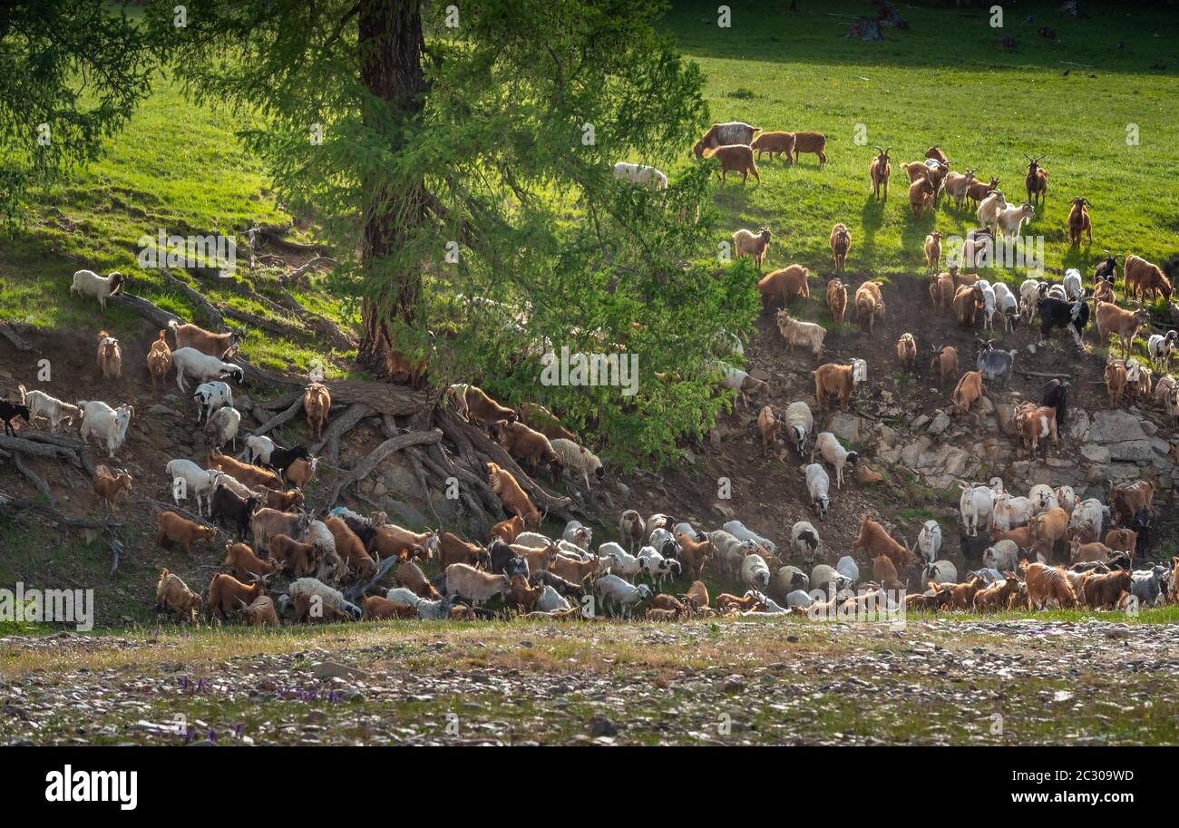 A large larch (larix sibirica) with roots exposed on the steep slope, flock of sheep and goats grazing around, green grass on the back, Uvs province Stock Photo