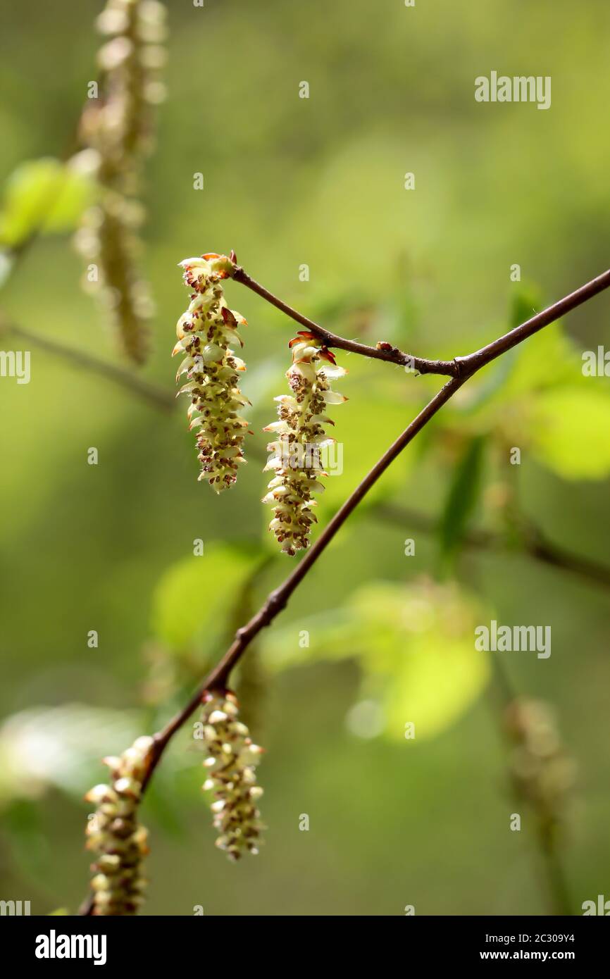 Flowers and pollen, leaves of the alder, provide in the spring for hay fever in alergic people Stock Photo