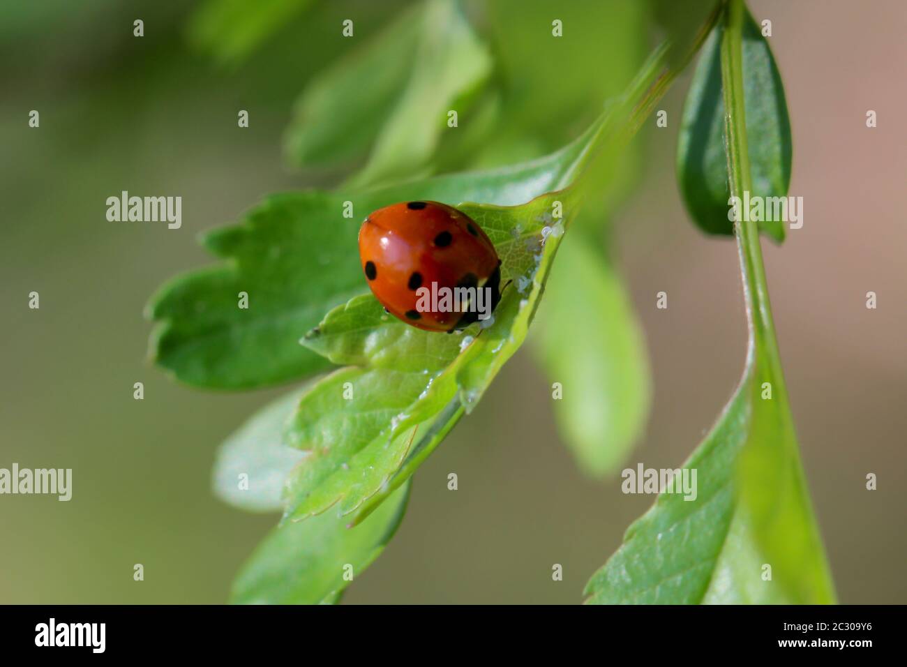 Golden ladybug hi-res stock photography and images - Alamy