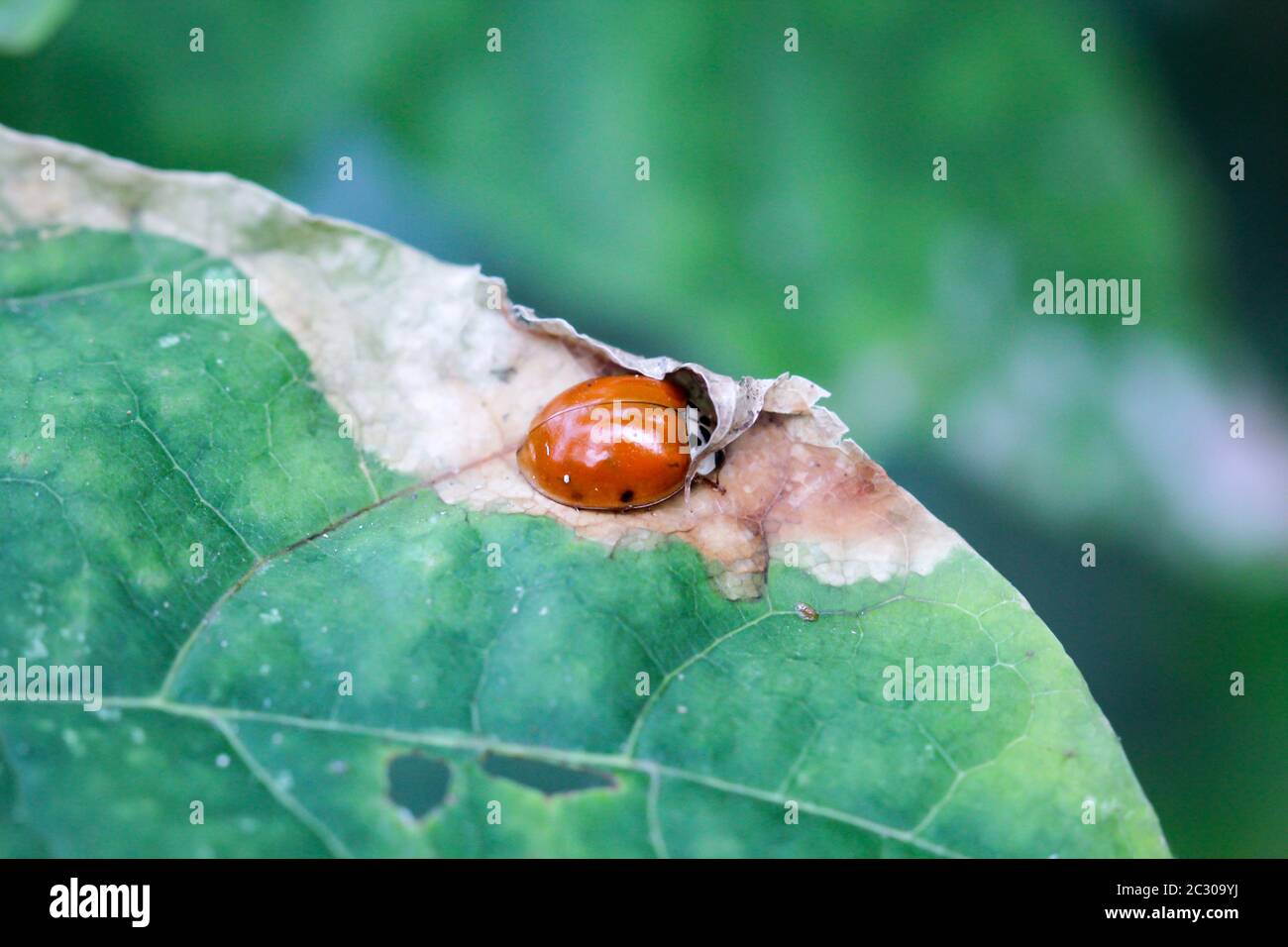 Golden ladybug hi-res stock photography and images - Alamy