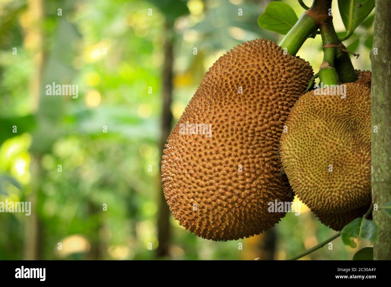 The jackfruit tree and the young jackfruit look so beautiful Stock Photo