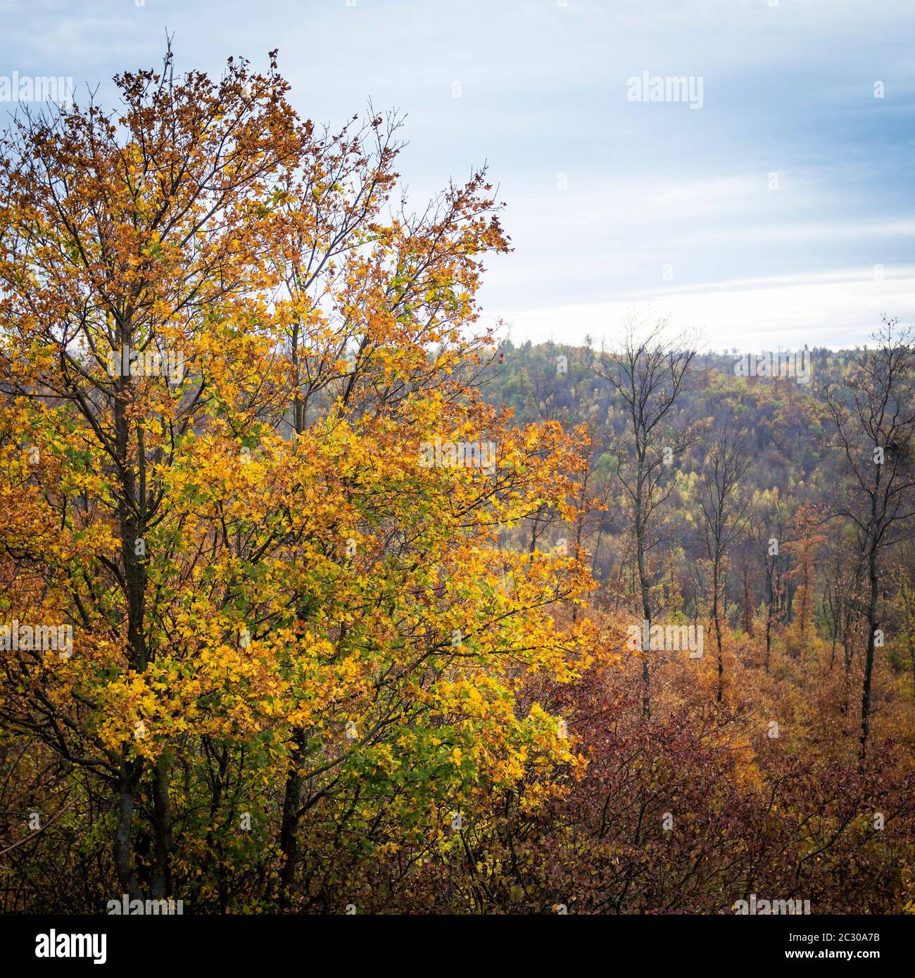 Autumn colours in the forest of Leithagebirge in Burgenland Stock Photo