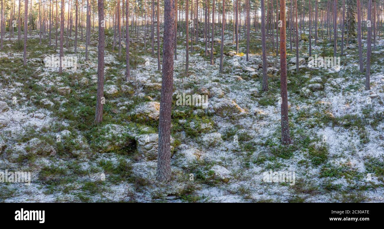 New snow in the Forest in winter Stock Photo