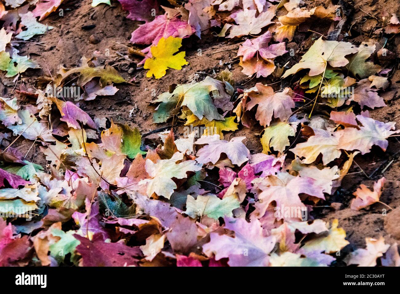 Colorful fallen leaves in autumnal season in Utah, USA Stock Photo