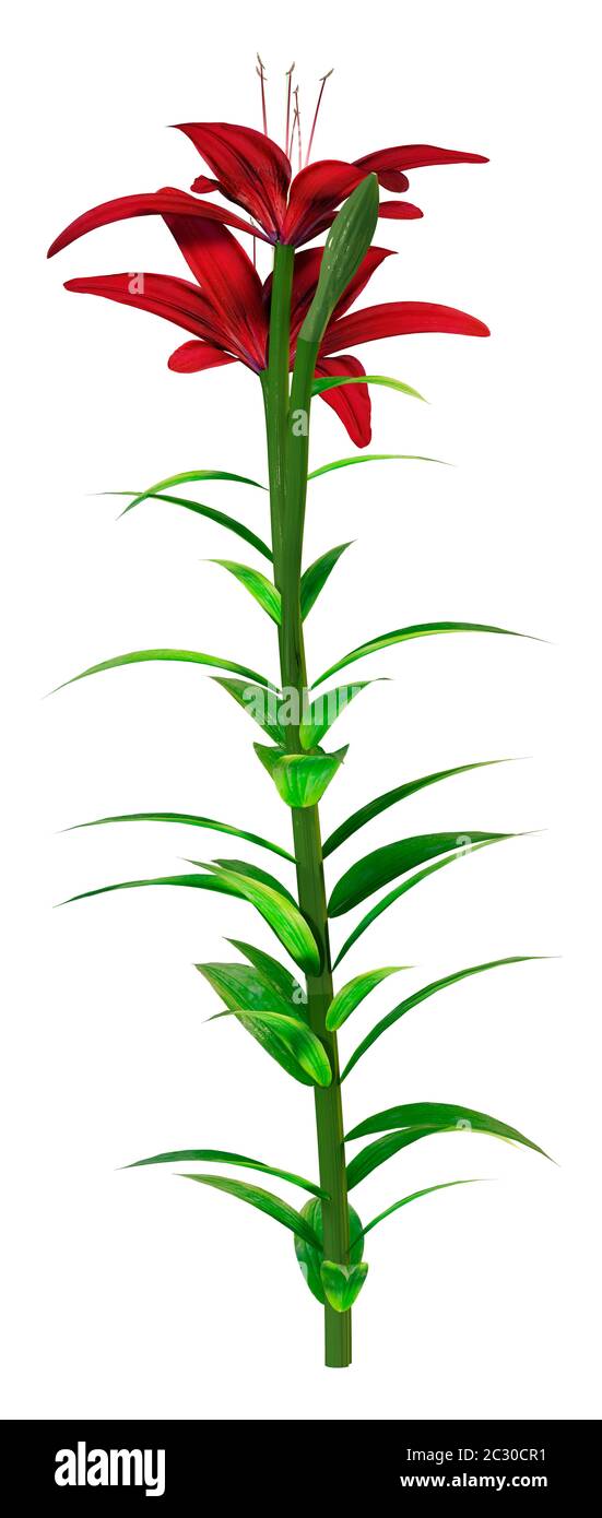 3D rendering of midnight mystery Asiatic lily flowers isolated on white background Stock Photo