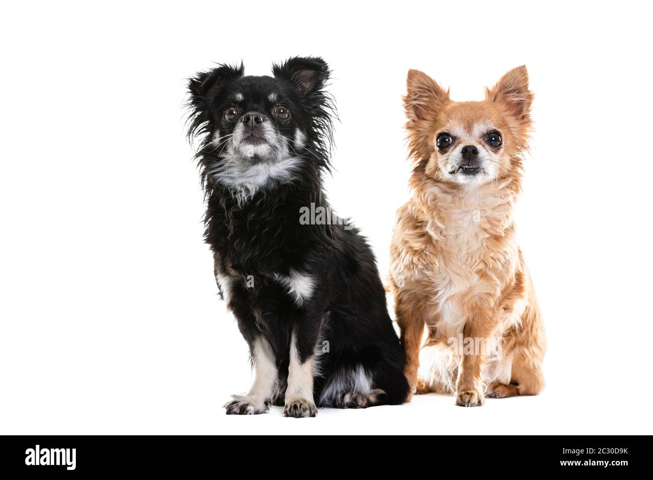 Why Are Chihuahuas Lap Dogs